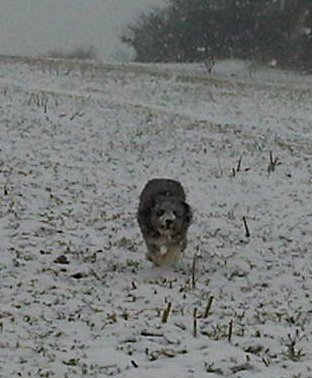 bearded collie