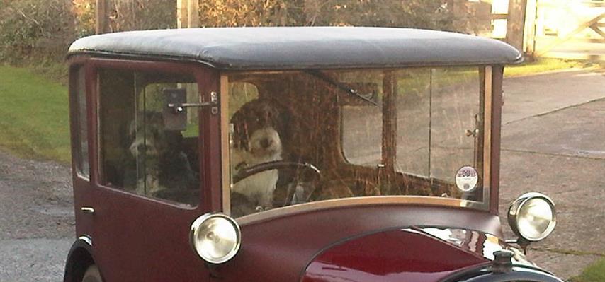 bearded collie austin seven