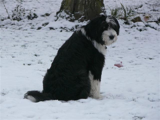 bearded collie