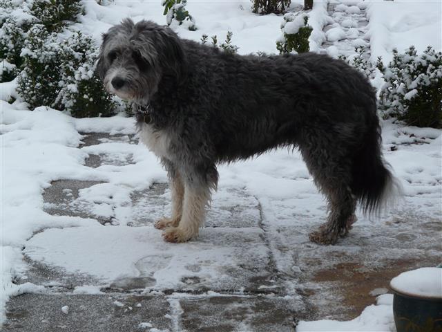 bearded collie